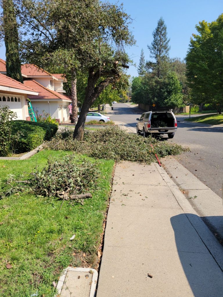 tree debri